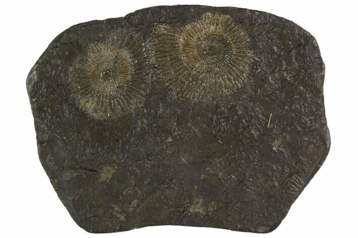 Dactylioceras Ammonite Cluster - Posidonia Shale, Germany #100275